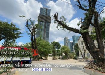 Dịch vụ cắt tỉa cây xanh Hoàng Gia