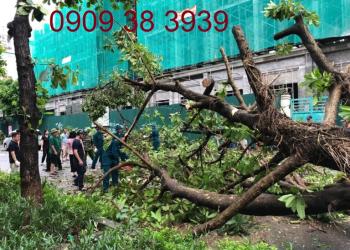Chuyên xử lý Cưa Cây Gãy Đổ Nhanh Chóng