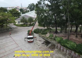 Dịch vụ cắt, chặt cây xanh TPHCM